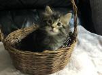 Fluffy Hemingway Kitten - Polydactyl Cat For Sale - Gardner&comma; MA&comma; US
