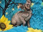 Amber - Sphynx Kitten For Sale - Mundelein&comma; IL&comma; US