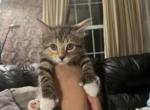 Princess Hemingway Kitten - Polydactyl Cat For Sale - Gardner&comma; MA&comma; US