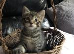 Wonder Kitten - American Shorthair Cat For Sale - Gardner&comma; MA&comma; US