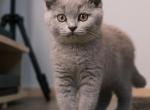 Miles - British Shorthair Cat For Sale - Vancouver&comma; WA&comma; US