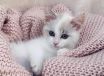 Snow - Ragdoll Cat For Sale - Vancouver&comma; WA&comma; US