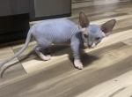Thing four Minion - Sphynx Cat For Sale - Chicago&comma; IL&comma; US