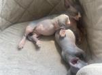 Thing one minion - Sphynx Cat For Sale - Chicago&comma; IL&comma; US