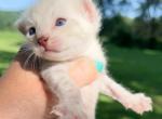 Edith Seal Lynx Point Spotted Bengal Kitten - Bengal Cat For Sale - Sunbury&comma; OH&comma; US