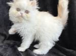Tucker - Persian Cat For Sale - Callahan&comma; FL&comma; US