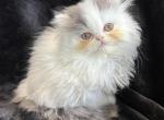 ALEXIS - Persian Cat For Sale - Callahan&comma; FL&comma; US