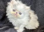 Callie - Persian Cat For Sale - Callahan&comma; FL&comma; US