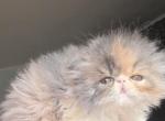 Cfa Blue patch tabby and white female - Persian Cat For Sale - Woodburn&comma; IN&comma; US