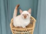 Ganache - Munchkin Cat For Sale - Neosho&comma; MO&comma; US