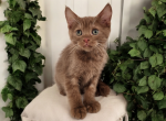 Chai - Munchkin Cat For Sale - Neosho&comma; MO&comma; US