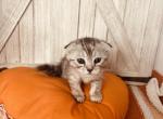 Sugars Scottish folds - Scottish Fold Cat For Sale - Denver&comma; CO&comma; US