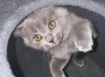 Elsa Scottish Straight - Scottish Straight Cat For Sale - Bartlett&comma; IL&comma; US