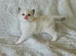 Prometheus - Ragdoll Cat For Sale - Los Angeles&comma; CA&comma; US