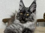 Wolfram - Maine Coon Cat For Sale - Miami&comma; FL&comma; US
