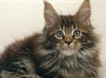 Forest - Maine Coon Cat For Sale - Miami&comma; FL&comma; US
