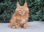 Jack - Maine Coon Cat For Sale - Hollywood&comma; FL&comma; US