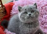 Yasia - Scottish Straight Cat For Sale - Hollywood&comma; FL&comma; US
