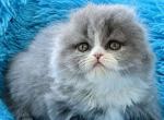 Yasir - Scottish Fold Cat For Sale - Norwalk&comma; CT&comma; US