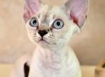 Amina - Devon Rex Cat For Sale - Norwalk&comma; CT&comma; US