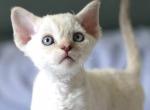 Zoya - Devon Rex Cat For Sale - Norwalk&comma; CT&comma; US