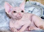 Candy - Sphynx Cat For Sale - Pembroke Pines&comma; FL&comma; US