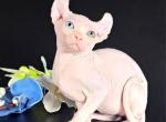 Ozzie - Sphynx Cat For Sale - Pembroke Pines&comma; FL&comma; US