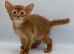 Damask - Abyssinian Cat For Sale - Norwalk&comma; CT&comma; US