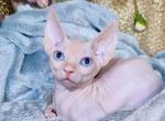 Jack - Bambino Cat For Sale - Norwalk&comma; CT&comma; US