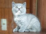 Fejri - British Shorthair Cat For Sale - Pembroke Pines&comma; FL&comma; US
