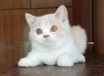 Erjoma - British Shorthair Cat For Sale - Pembroke Pines&comma; FL&comma; US