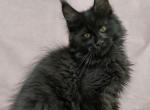 Yaglych - Maine Coon Cat For Sale - Hollywood&comma; FL&comma; US