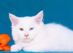 French Kiss - Maine Coon Cat For Sale - Hollywood&comma; FL&comma; US