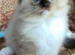 Donovan - Ragdoll Cat For Sale - Port Orange&comma; FL&comma; US