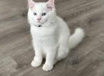 Claws - Ragdoll Cat For Sale - NC&comma; US