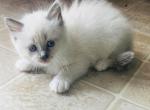 SOLD Ragdoll kitten Kats ravishing ragdolls - Ragdoll Cat For Sale - Lancaster&comma; PA&comma; US