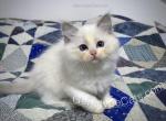Starfire - Ragdoll Cat For Sale - Tuscaloosa&comma; AL&comma; US