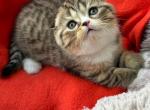 Yupi - Scottish Fold Cat For Sale - Brooklyn&comma; NY&comma; US