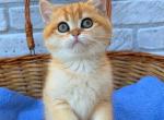 Zara - British Shorthair Cat For Sale - Brooklyn&comma; NY&comma; US