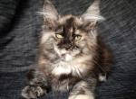 Helena - Maine Coon Cat For Sale - Brooklyn&comma; NY&comma; US