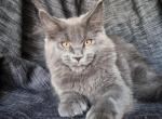 Ithaca - Maine Coon Cat For Sale - Brooklyn&comma; NY&comma; US