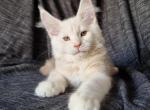 Jardin - Maine Coon Cat For Sale - Brooklyn&comma; NY&comma; US