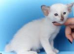 Sima - Oriental Cat For Sale - Brooklyn&comma; NY&comma; US