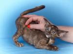Sam - Oriental Cat For Sale - Brooklyn&comma; NY&comma; US