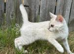 Snow Bengal Dinosaur - Bengal Cat For Sale - Raeford&comma; NC&comma; US