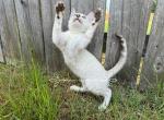 Snow Bengal Lola - Bengal Cat For Sale - Raeford&comma; NC&comma; US