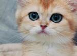 MILO - British Shorthair Cat For Sale - Los Angeles&comma; CA&comma; US