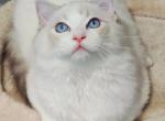 Jasper - Ragdoll Cat For Sale - Los Angeles&comma; CA&comma; US