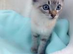 Ocean wave - Siamese Cat For Sale - Vancouver&comma; WA&comma; US