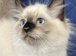 Cotton - Siberian Cat For Sale - Arnold&comma; MO&comma; US